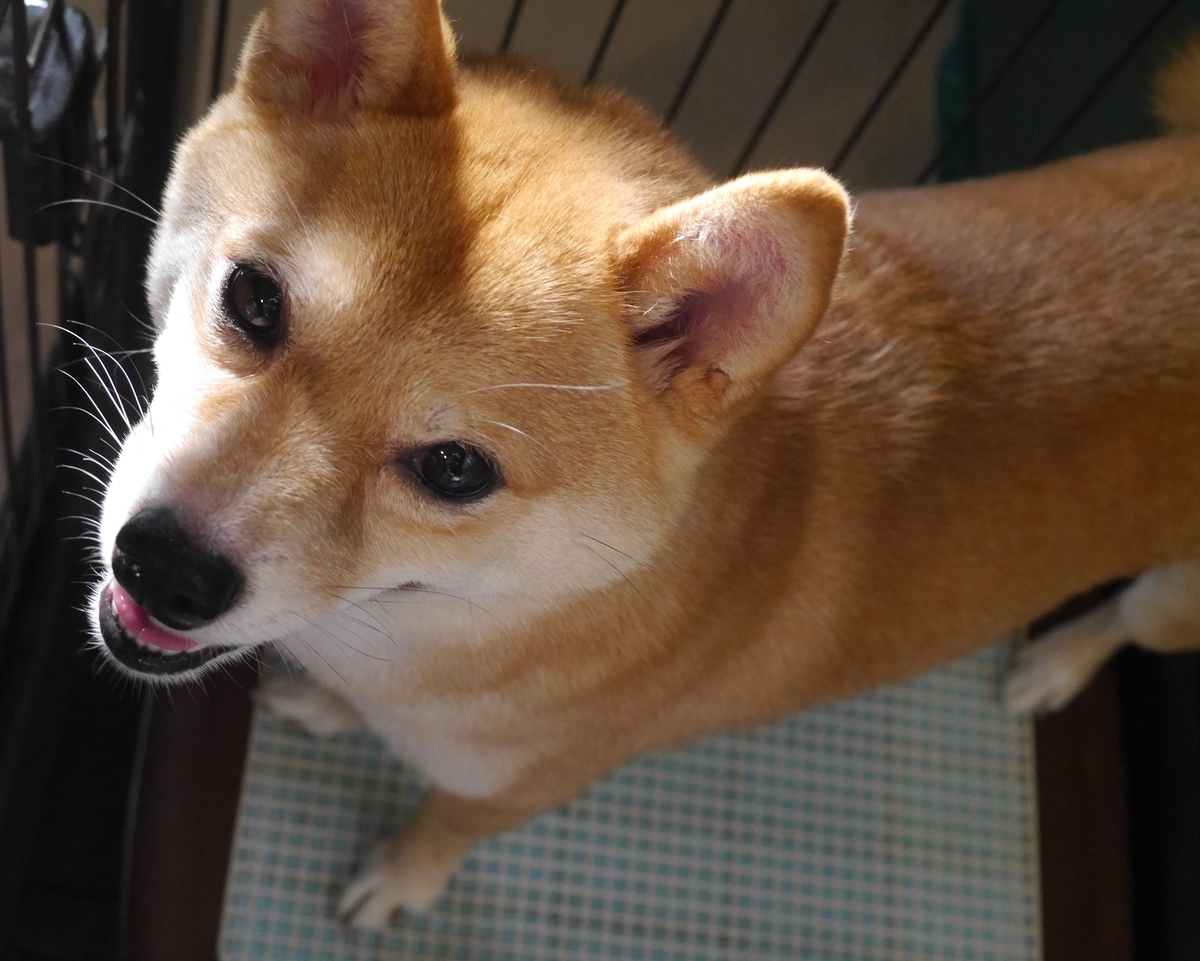 f:id:hanatara:20210713095131j:plain
