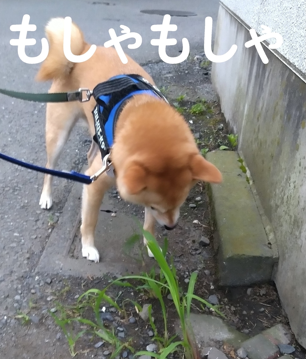 f:id:hanatara:20210713104929j:plain