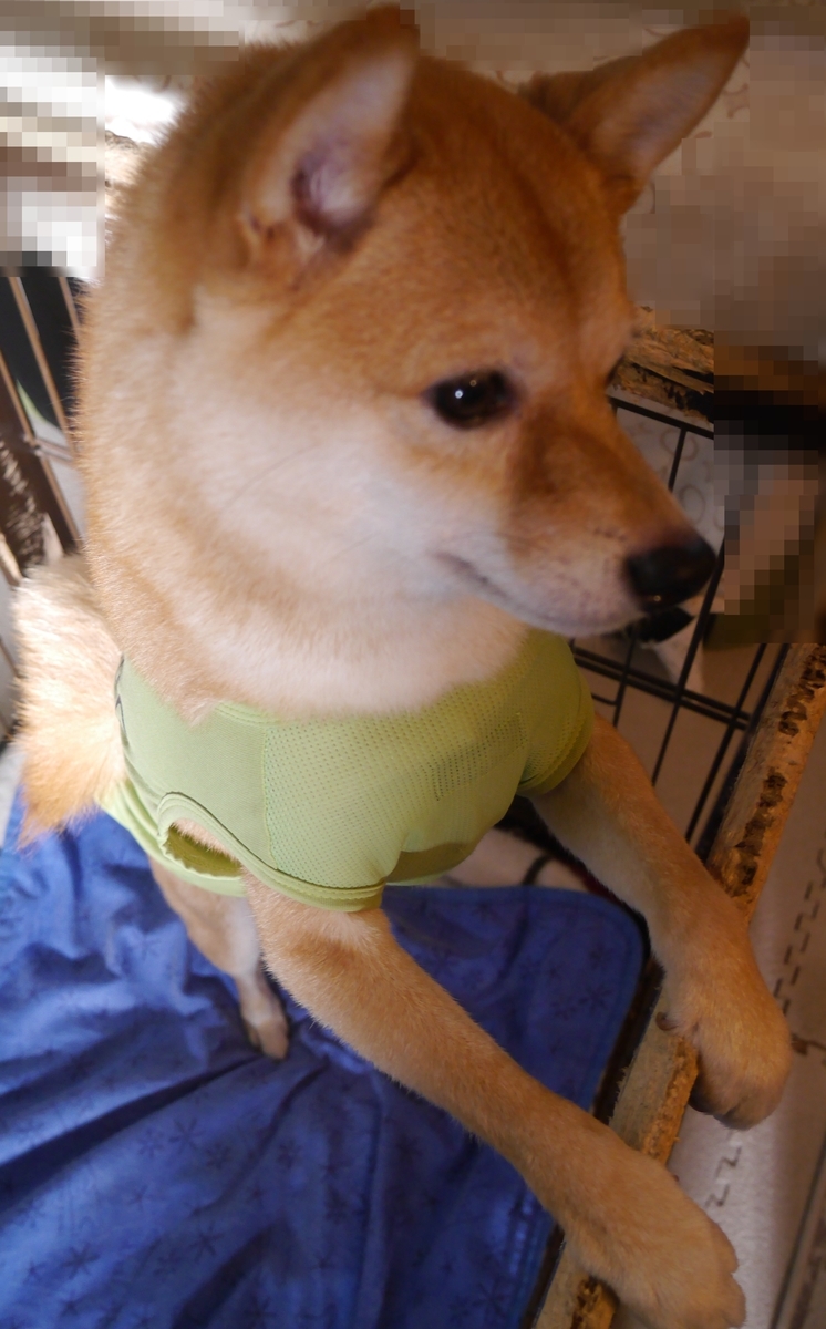 f:id:hanatara:20210717094302j:plain