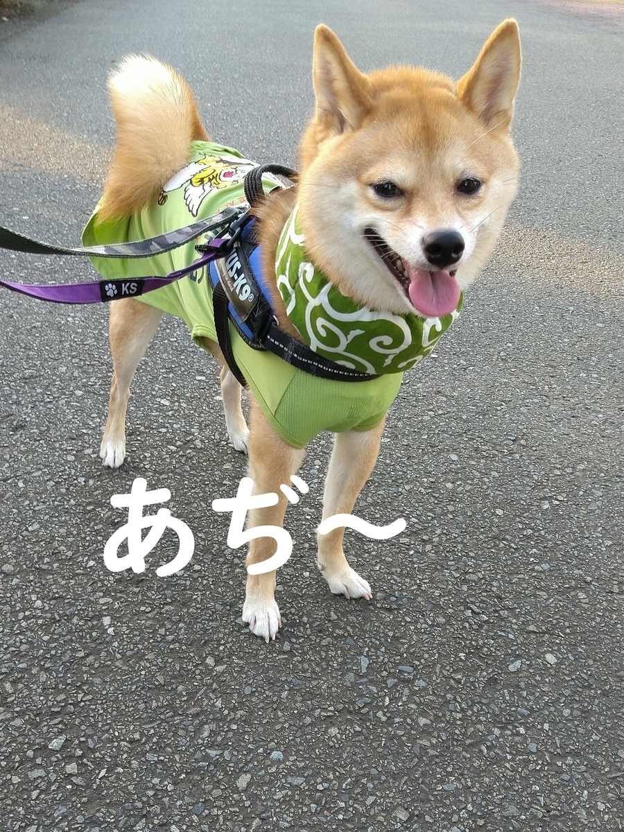 f:id:hanatara:20210717104937j:plain