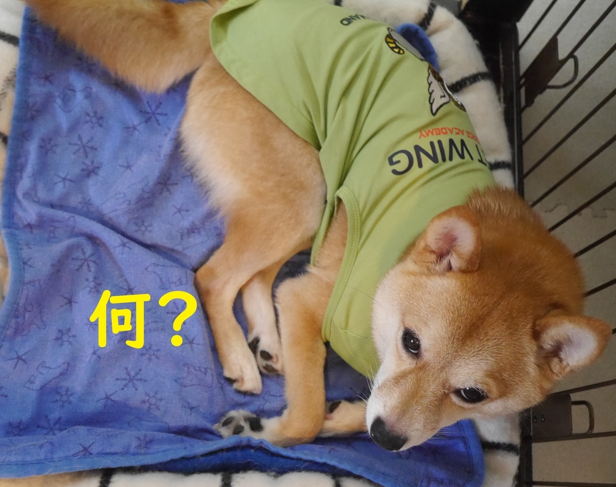 f:id:hanatara:20210717111838j:plain