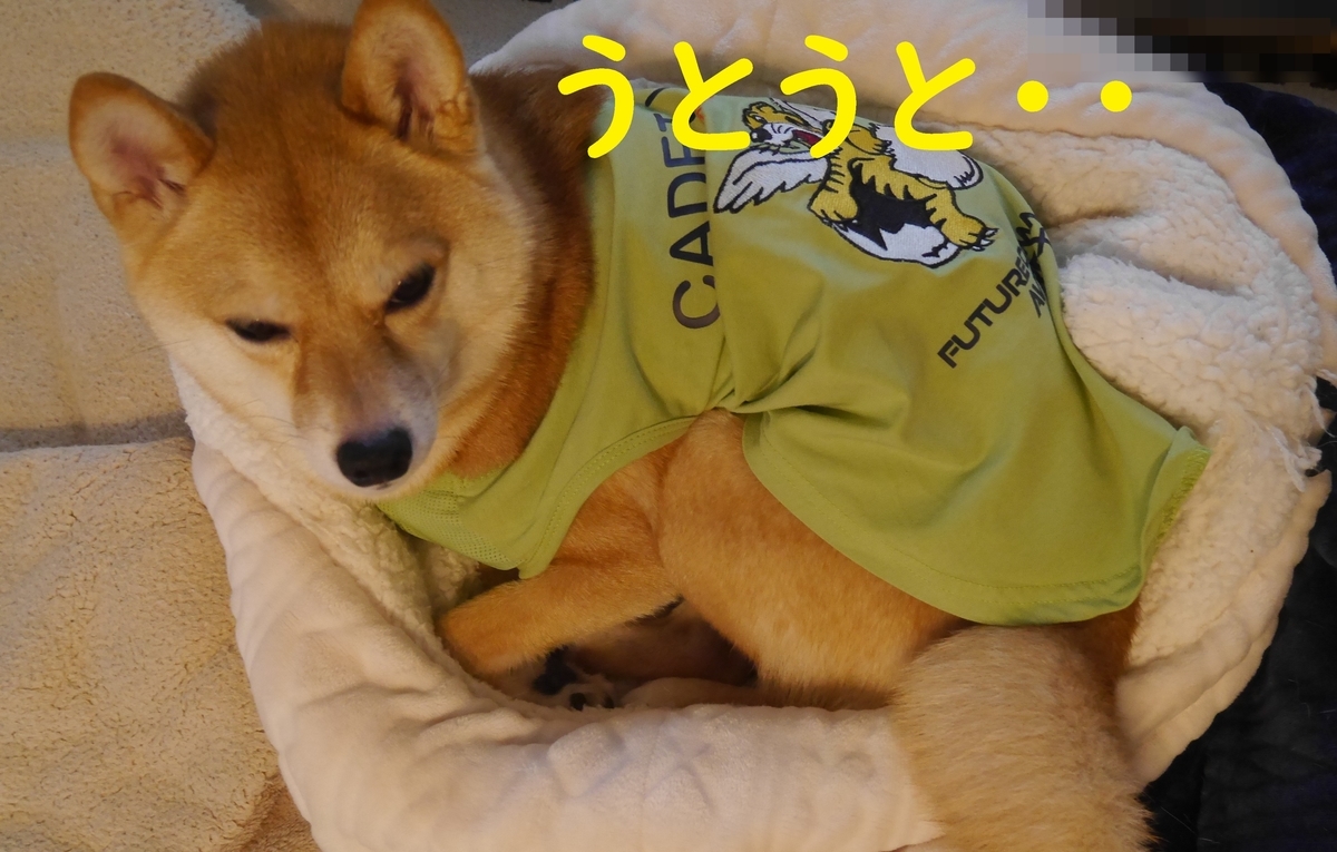 f:id:hanatara:20210717112142j:plain