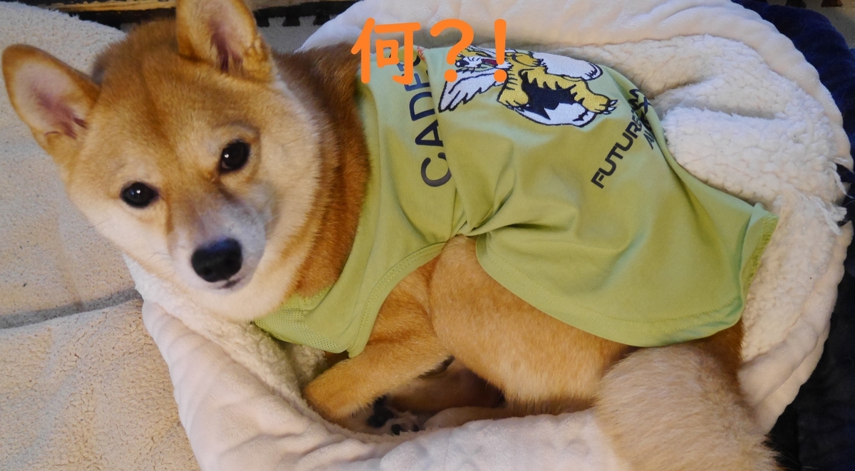f:id:hanatara:20210717112225j:plain