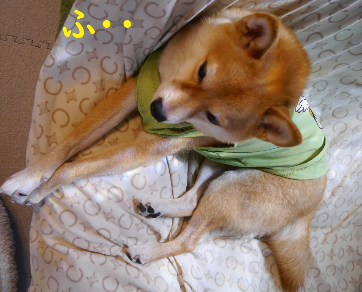 f:id:hanatara:20210722075357j:plain