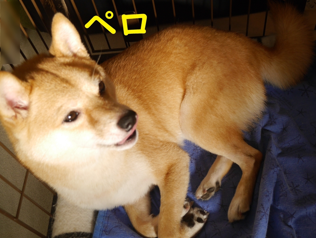 f:id:hanatara:20210722082338j:plain