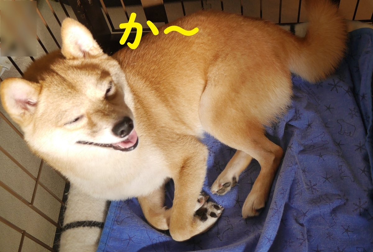 f:id:hanatara:20210722082424j:plain