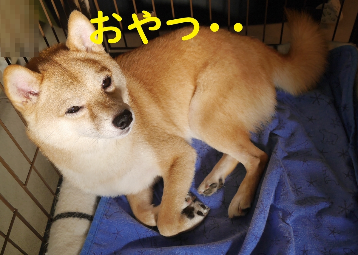 f:id:hanatara:20210722083013j:plain