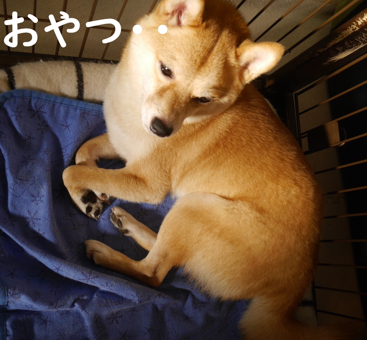 f:id:hanatara:20210722083053j:plain