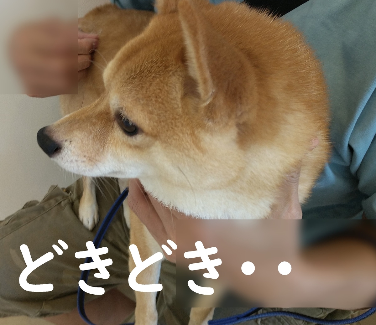 f:id:hanatara:20210723095525j:plain