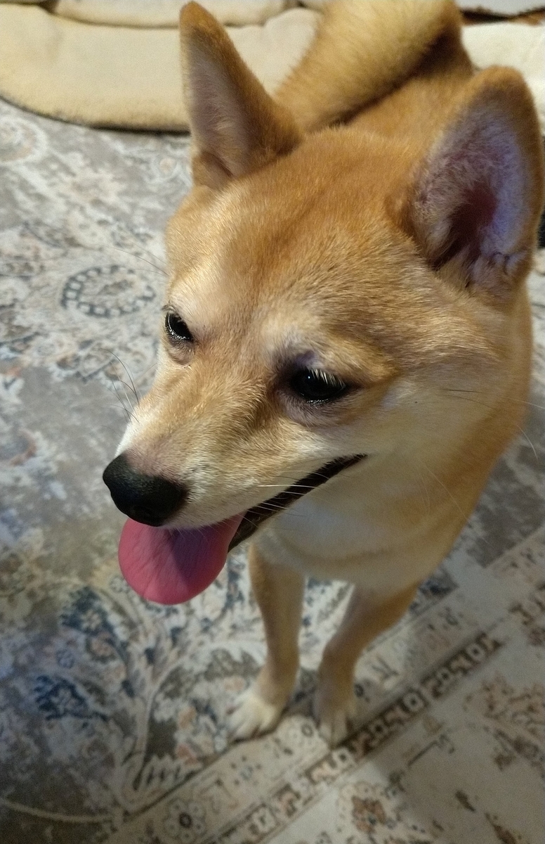 f:id:hanatara:20210724081410j:plain