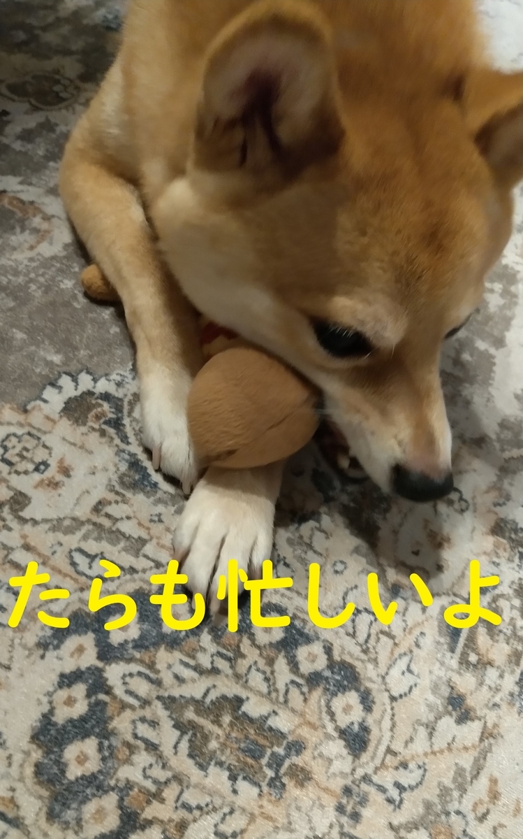 f:id:hanatara:20210724082427j:plain