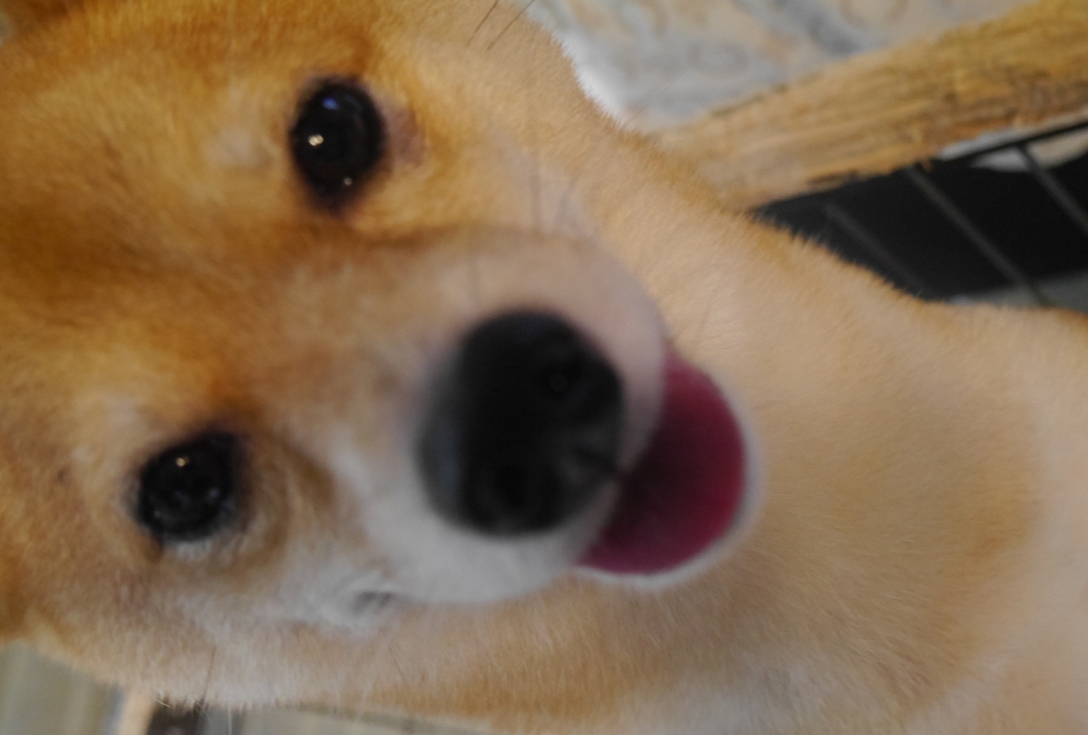 f:id:hanatara:20210724082831j:plain