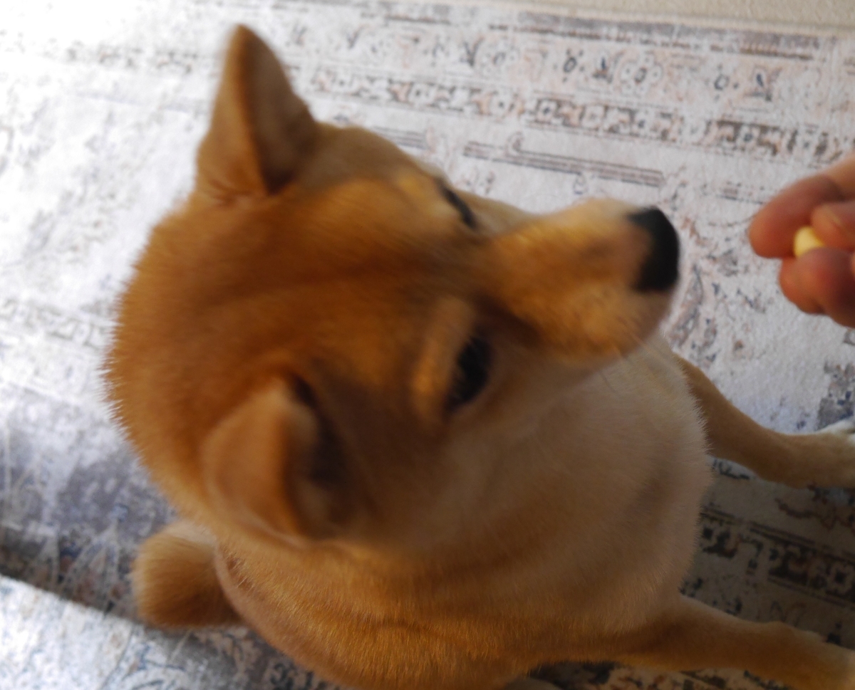 f:id:hanatara:20210724083723j:plain