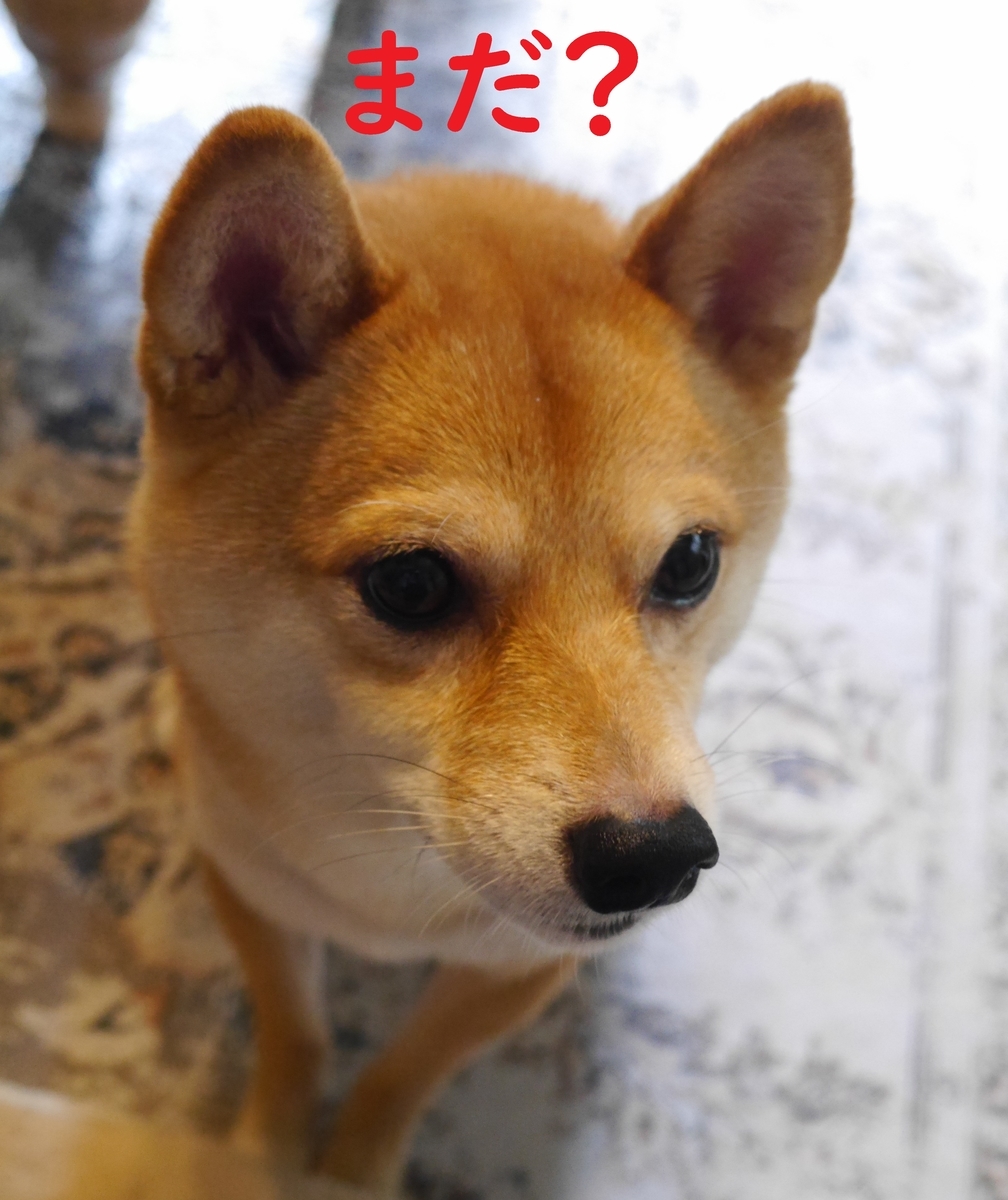 f:id:hanatara:20210724084017j:plain