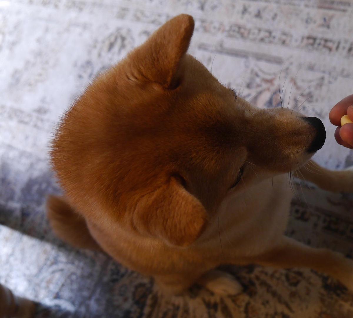 f:id:hanatara:20210724084209j:plain