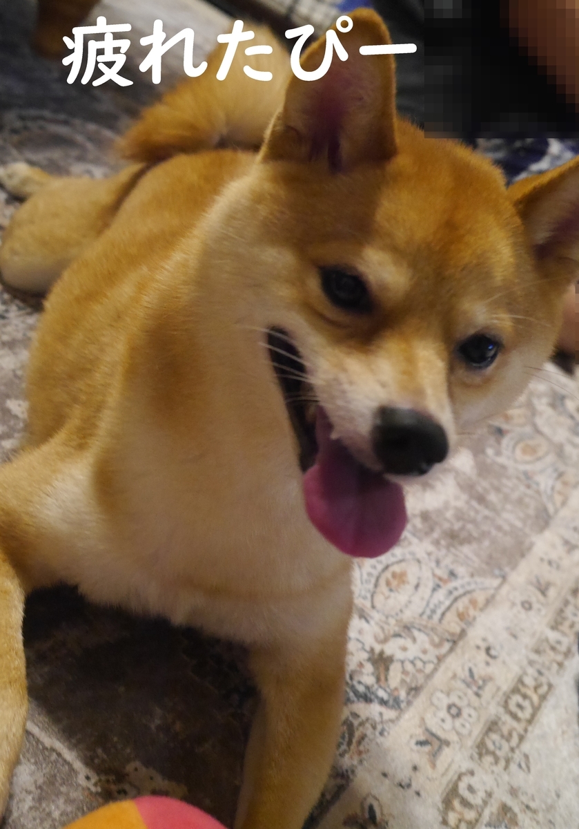 f:id:hanatara:20210728083716j:plain