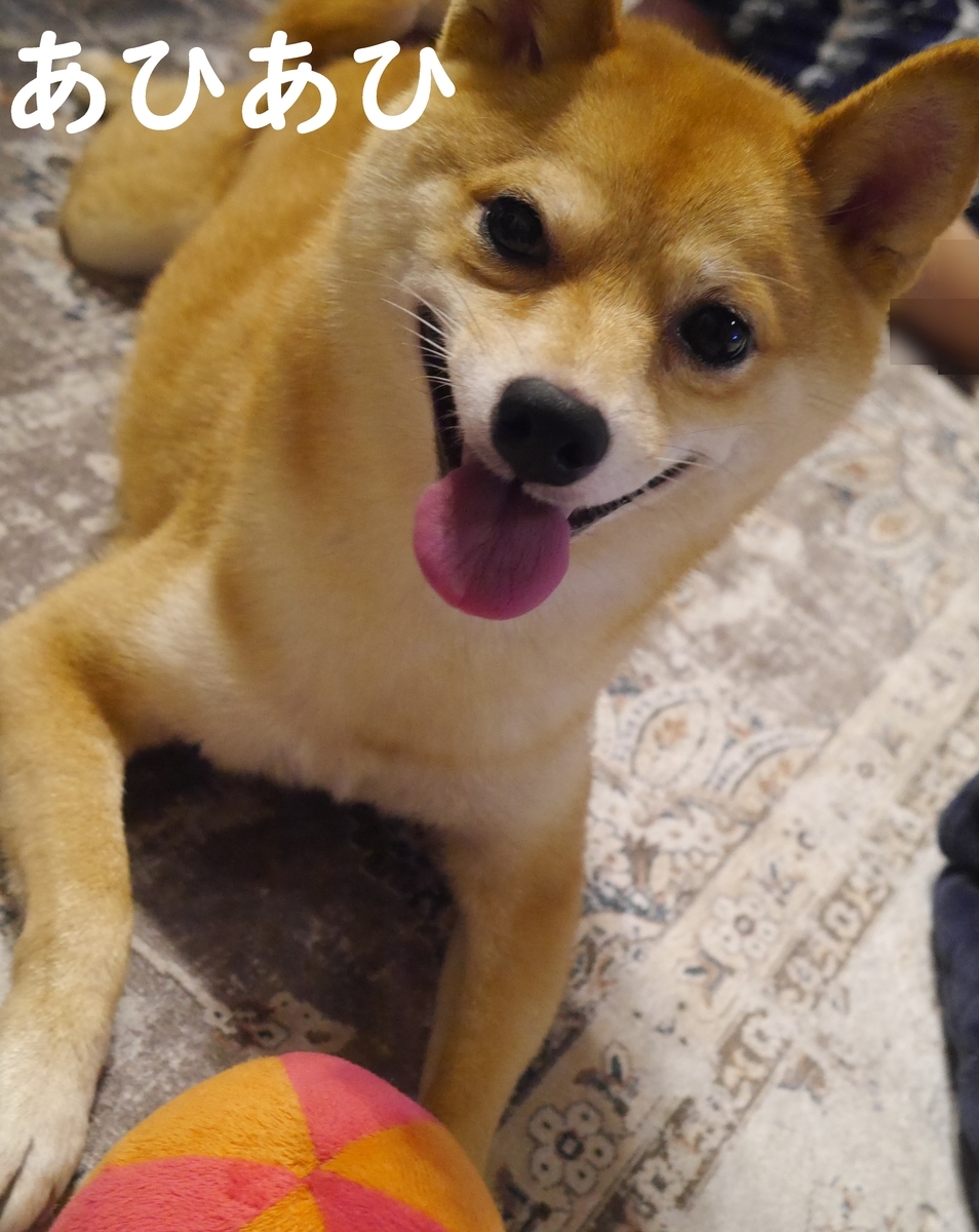 f:id:hanatara:20210728083838j:plain