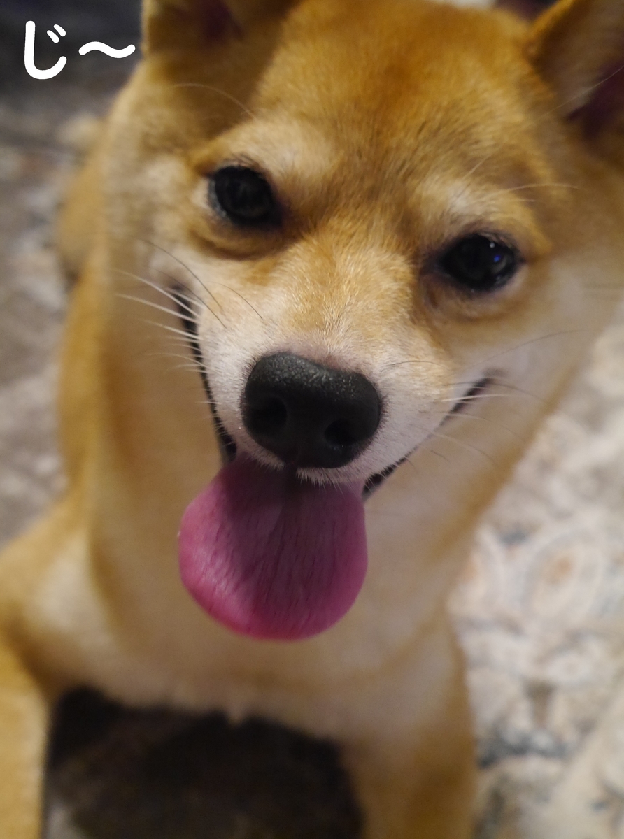 f:id:hanatara:20210728084041j:plain