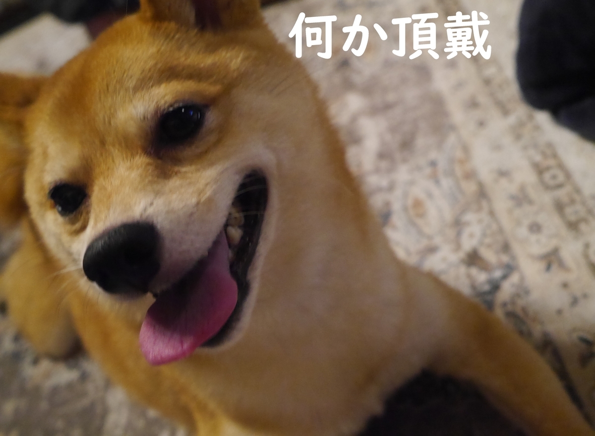 f:id:hanatara:20210728084204j:plain