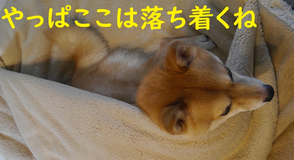 f:id:hanatara:20210728084610j:plain