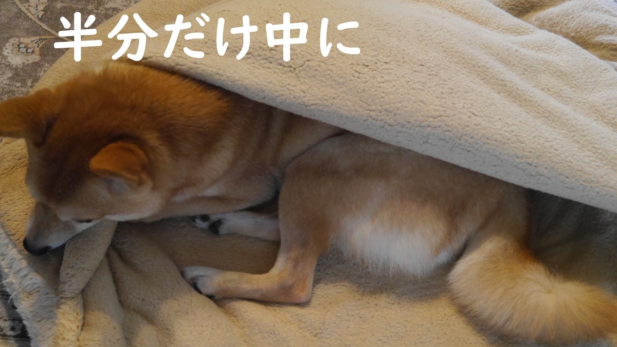 f:id:hanatara:20210728084650j:plain