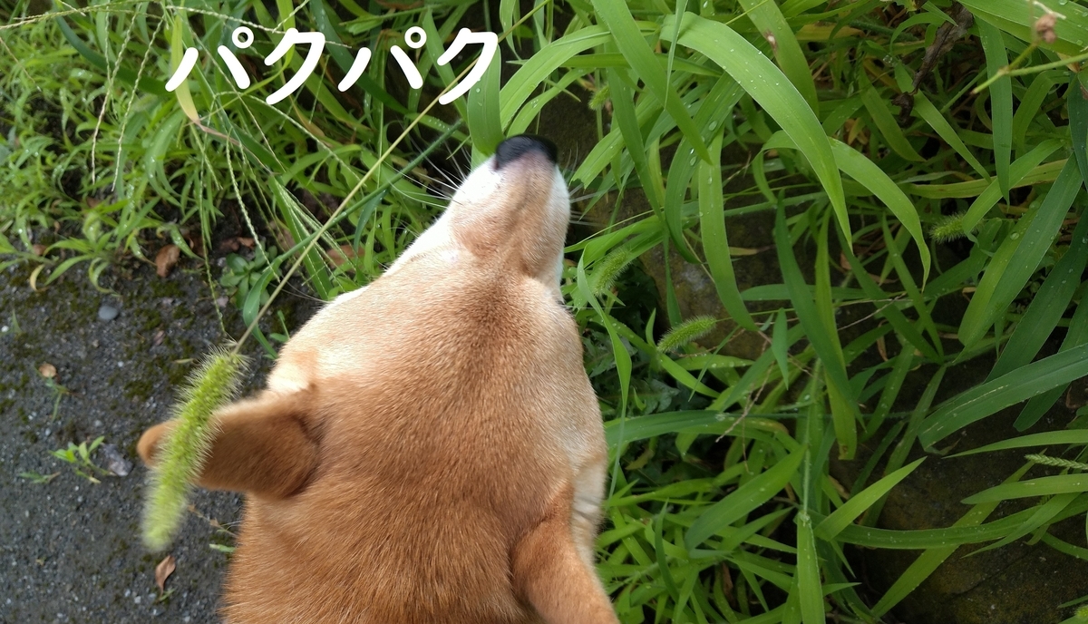 f:id:hanatara:20210807105859j:plain