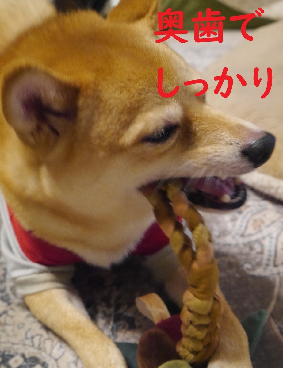 f:id:hanatara:20210814114519j:plain