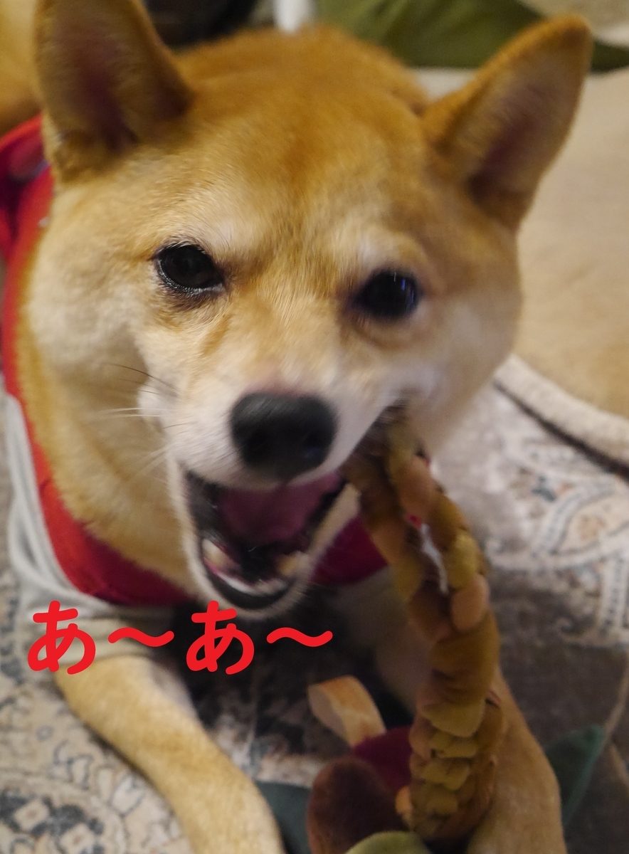f:id:hanatara:20210814114739j:plain
