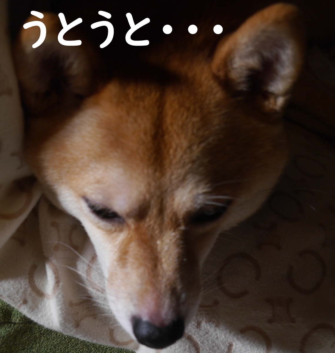 f:id:hanatara:20210822104421j:plain