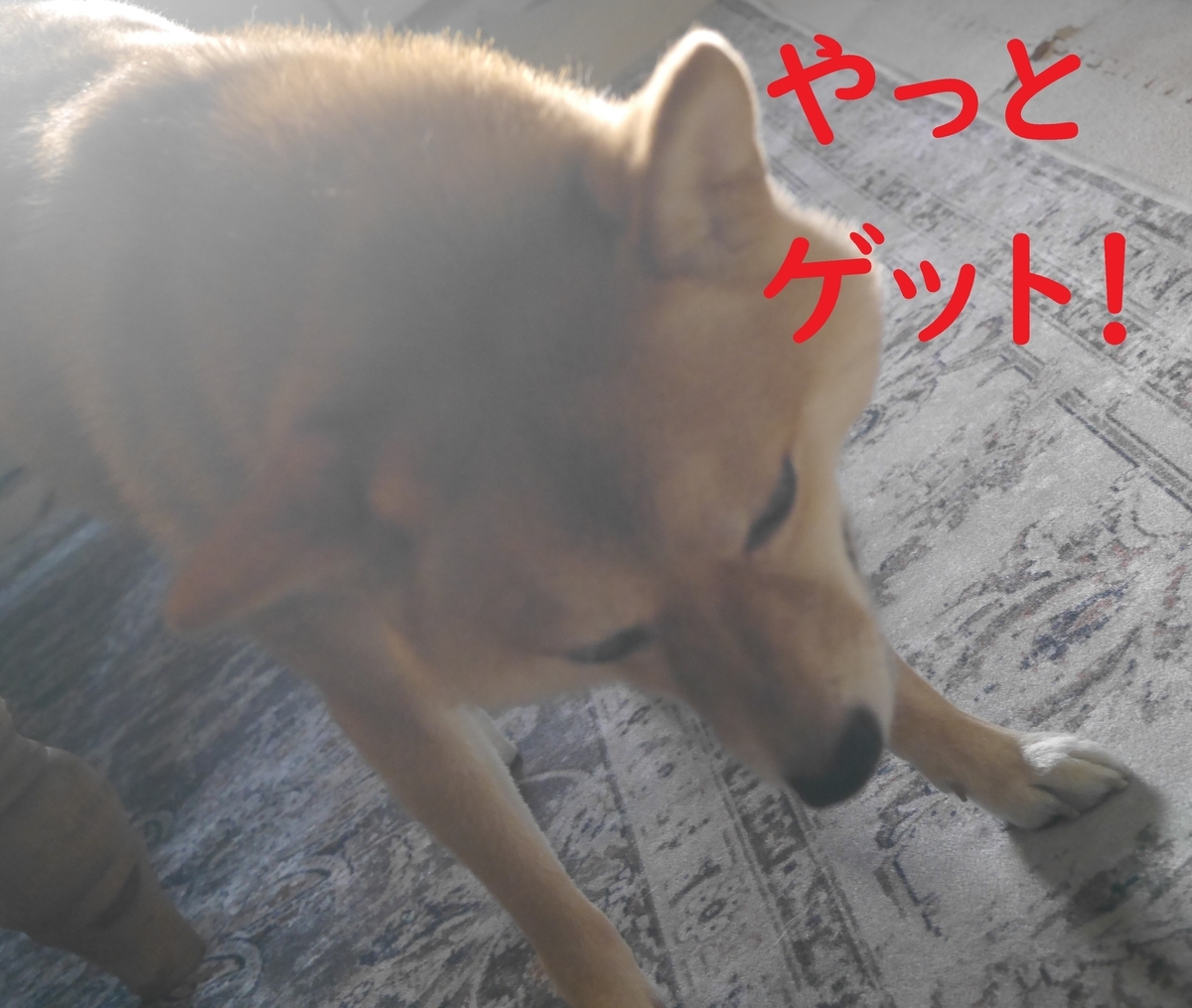 f:id:hanatara:20210829124420j:plain