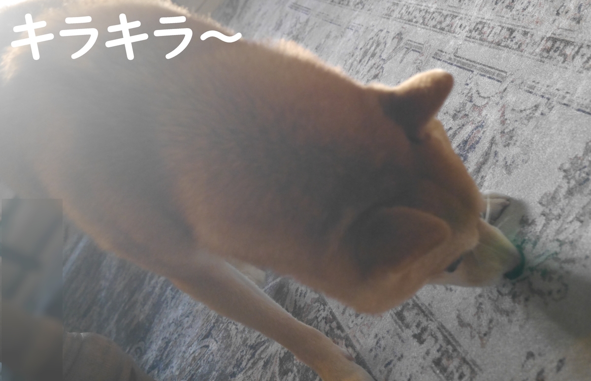 f:id:hanatara:20210829124613j:plain