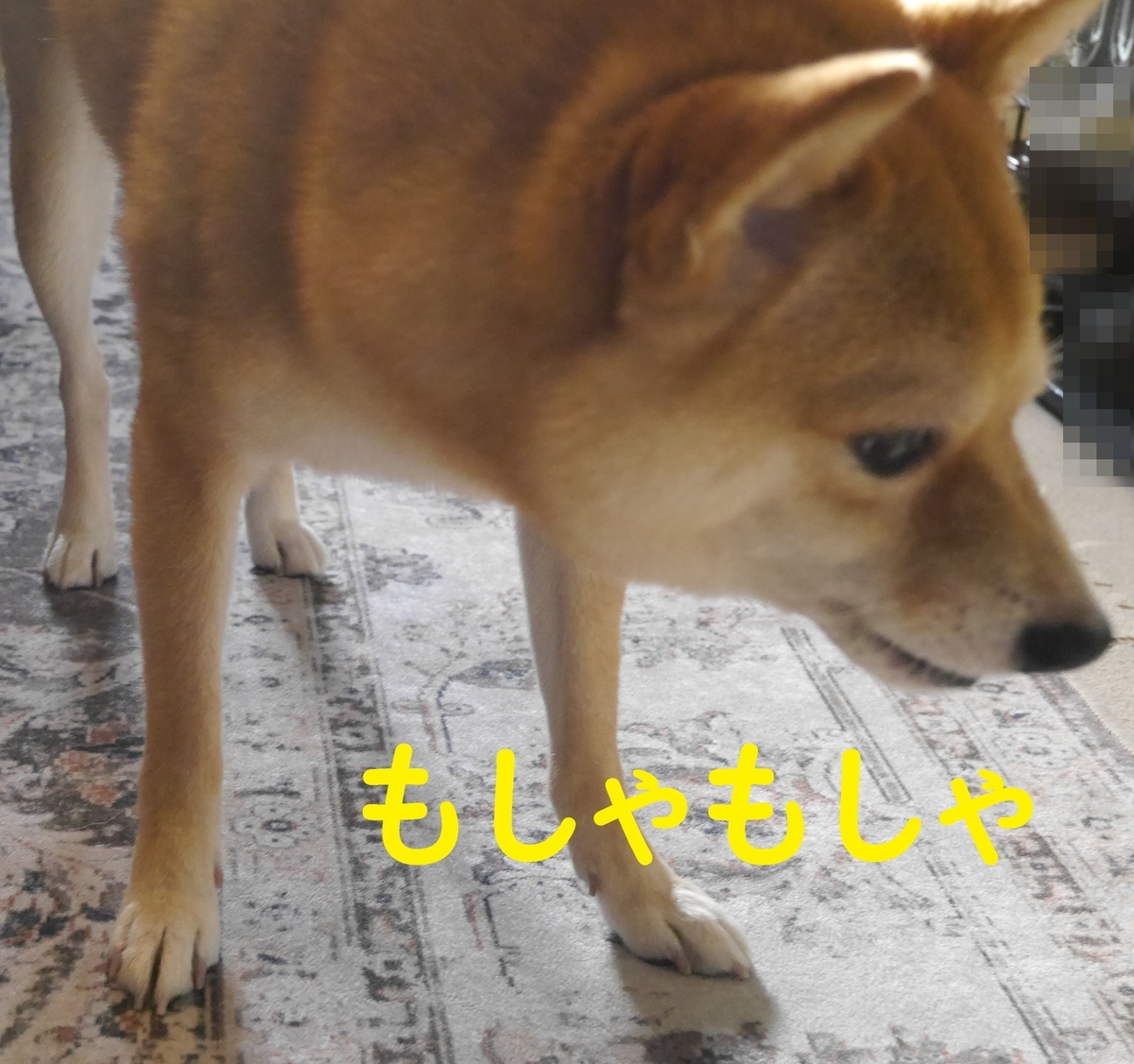 f:id:hanatara:20210829125030j:plain