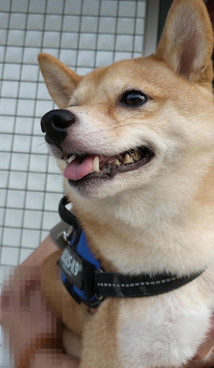 f:id:hanatara:20210926113537j:plain