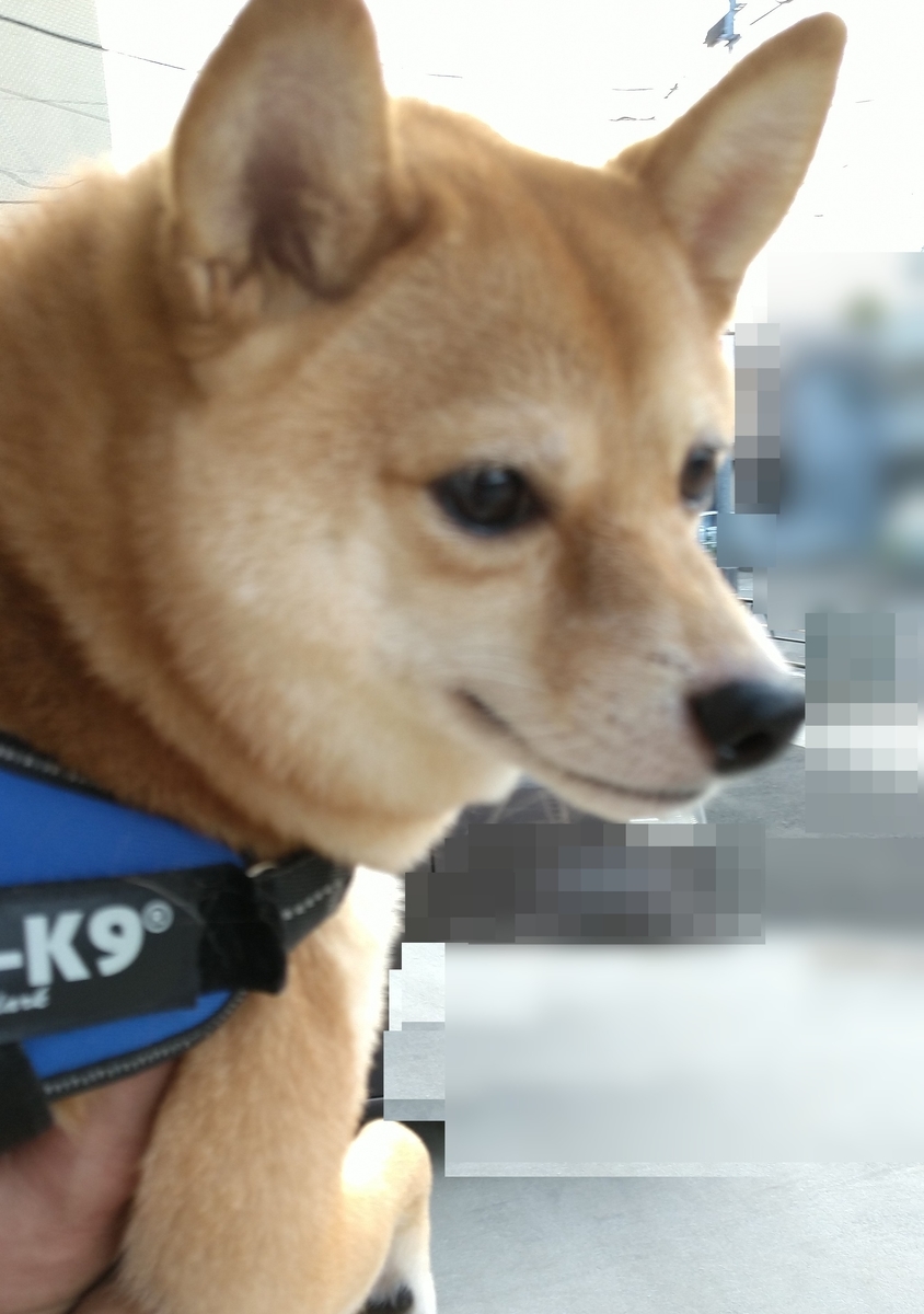 f:id:hanatara:20210926113938j:plain