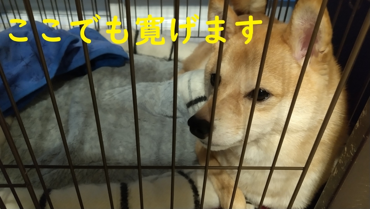 f:id:hanatara:20210928083457j:plain