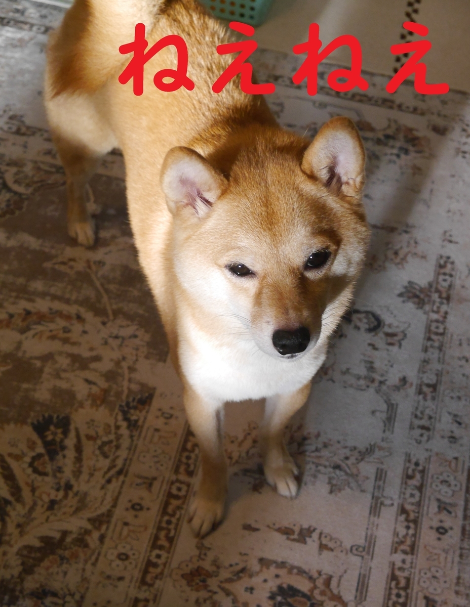 f:id:hanatara:20210928091849j:plain