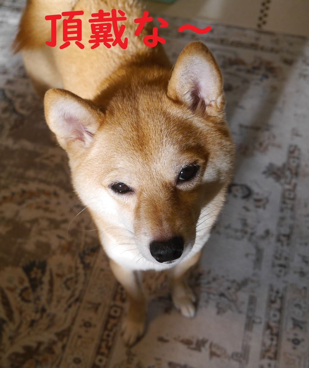 f:id:hanatara:20210928092128j:plain