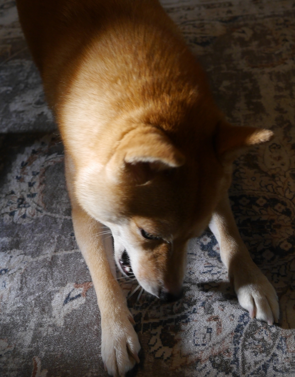f:id:hanatara:20210928092432j:plain