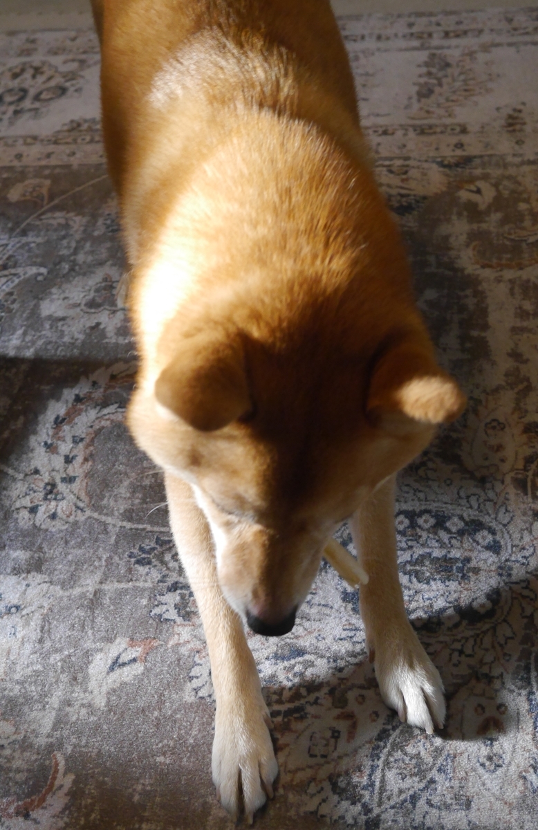 f:id:hanatara:20210928092534j:plain