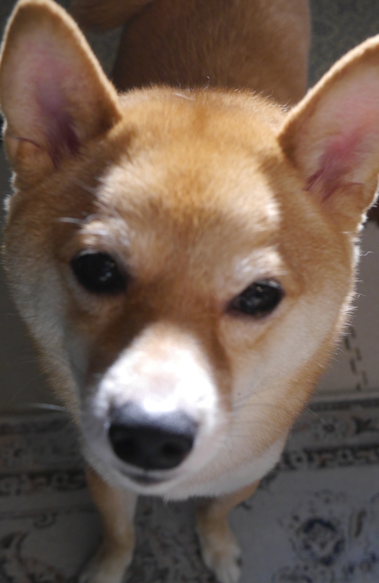 f:id:hanatara:20210928093215j:plain