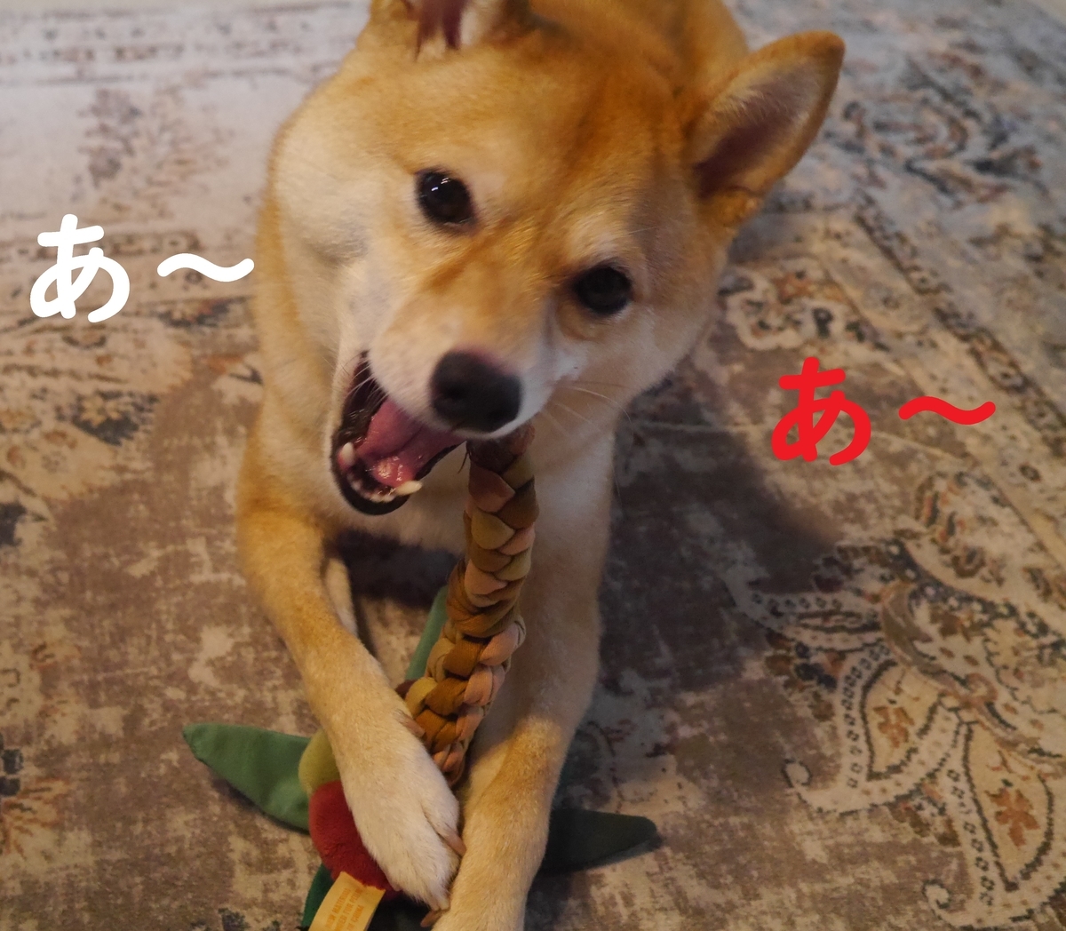f:id:hanatara:20210928093453j:plain
