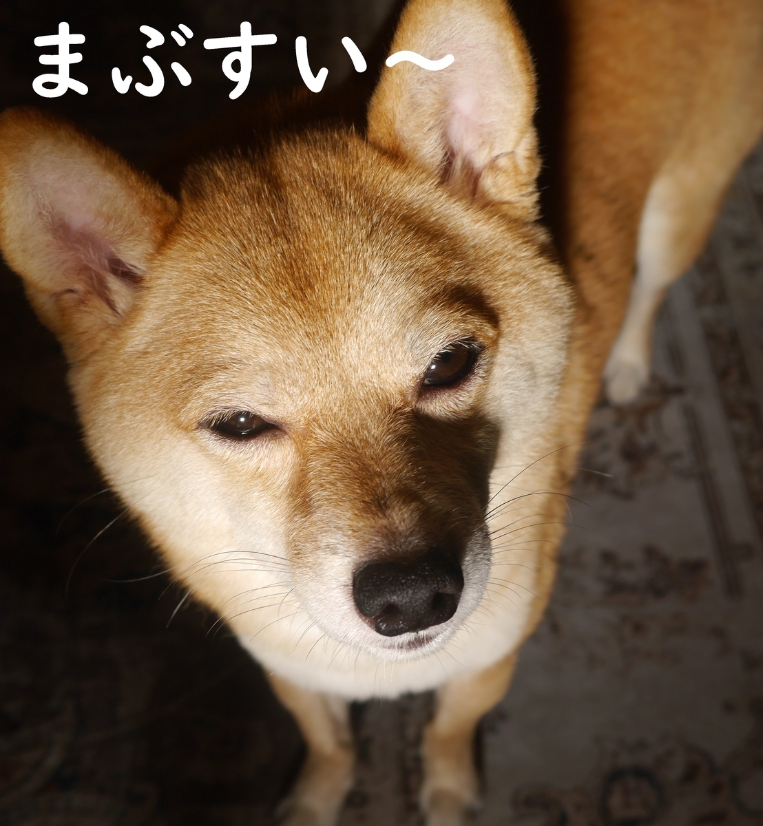 f:id:hanatara:20211002091412j:plain