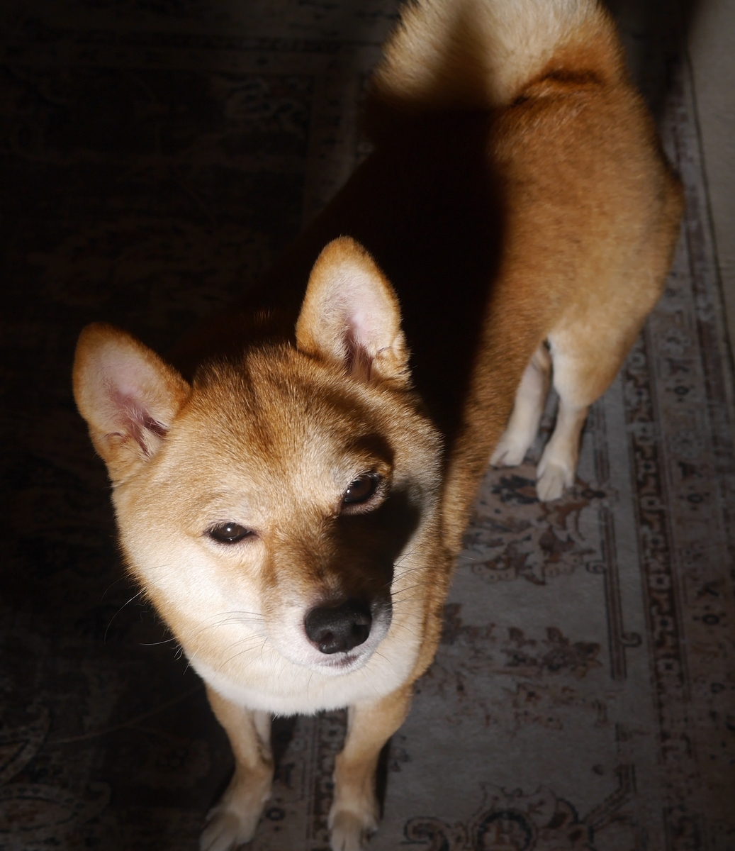 f:id:hanatara:20211002091521j:plain