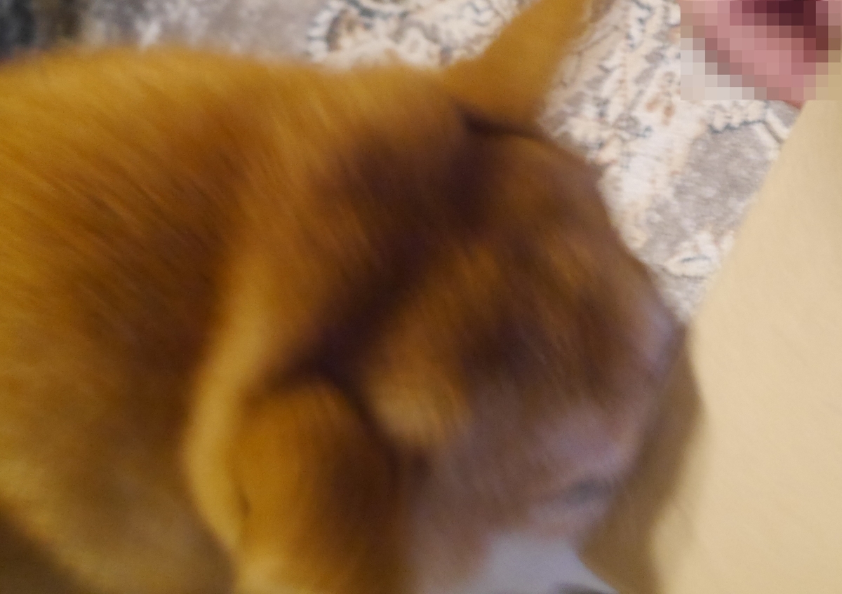 f:id:hanatara:20211003092743j:plain