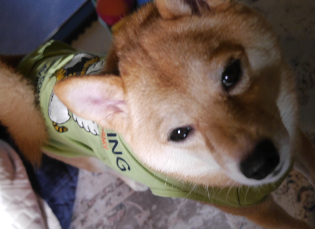 f:id:hanatara:20211010085205j:plain