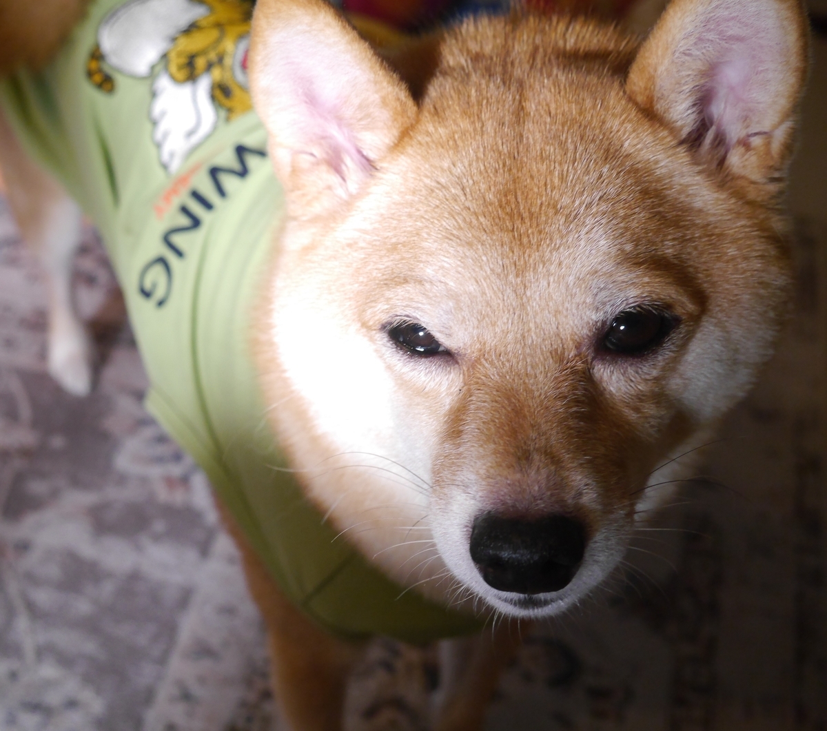 f:id:hanatara:20211010085241j:plain