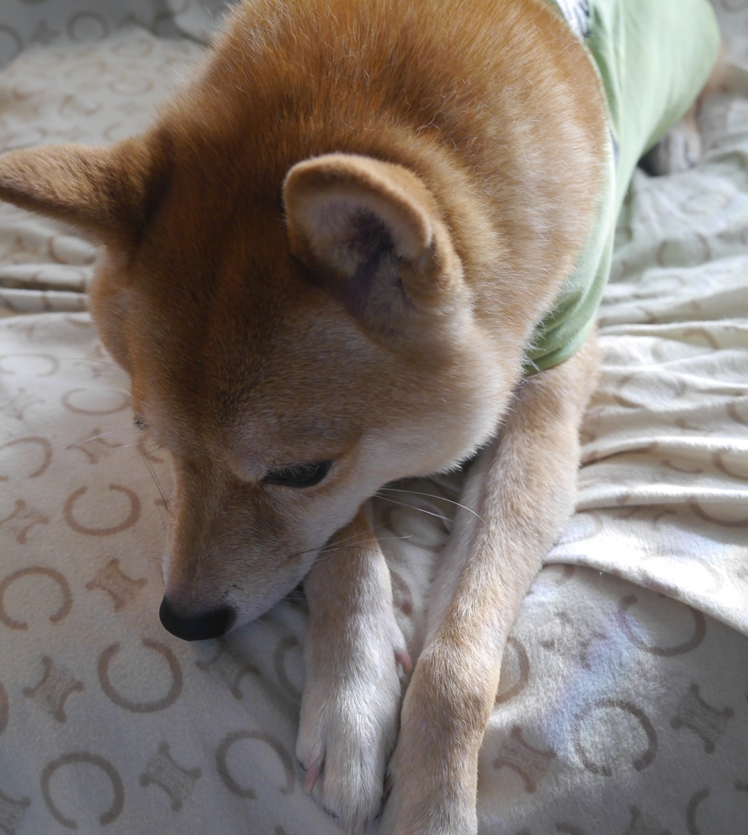 f:id:hanatara:20211010085915j:plain