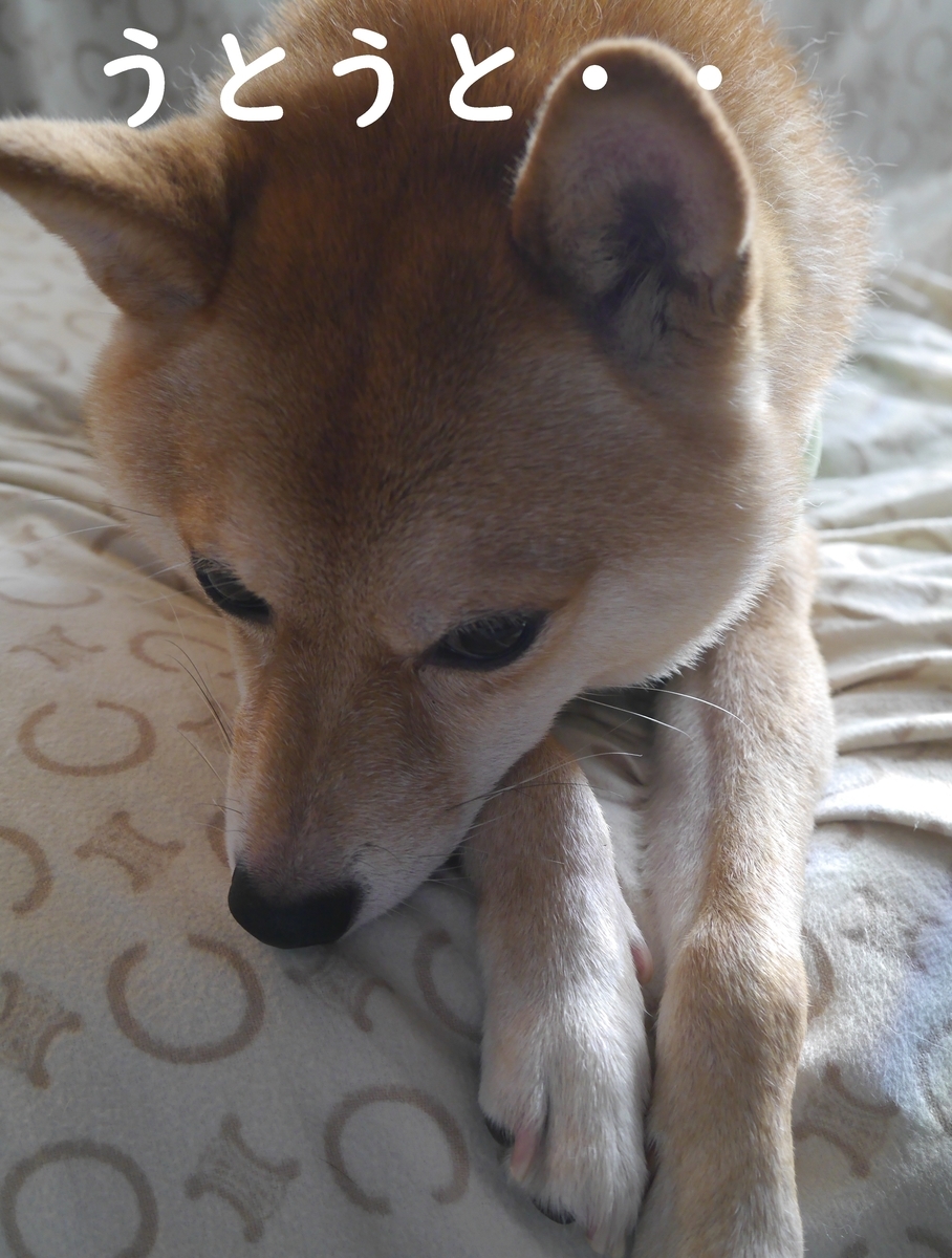 f:id:hanatara:20211010090100j:plain