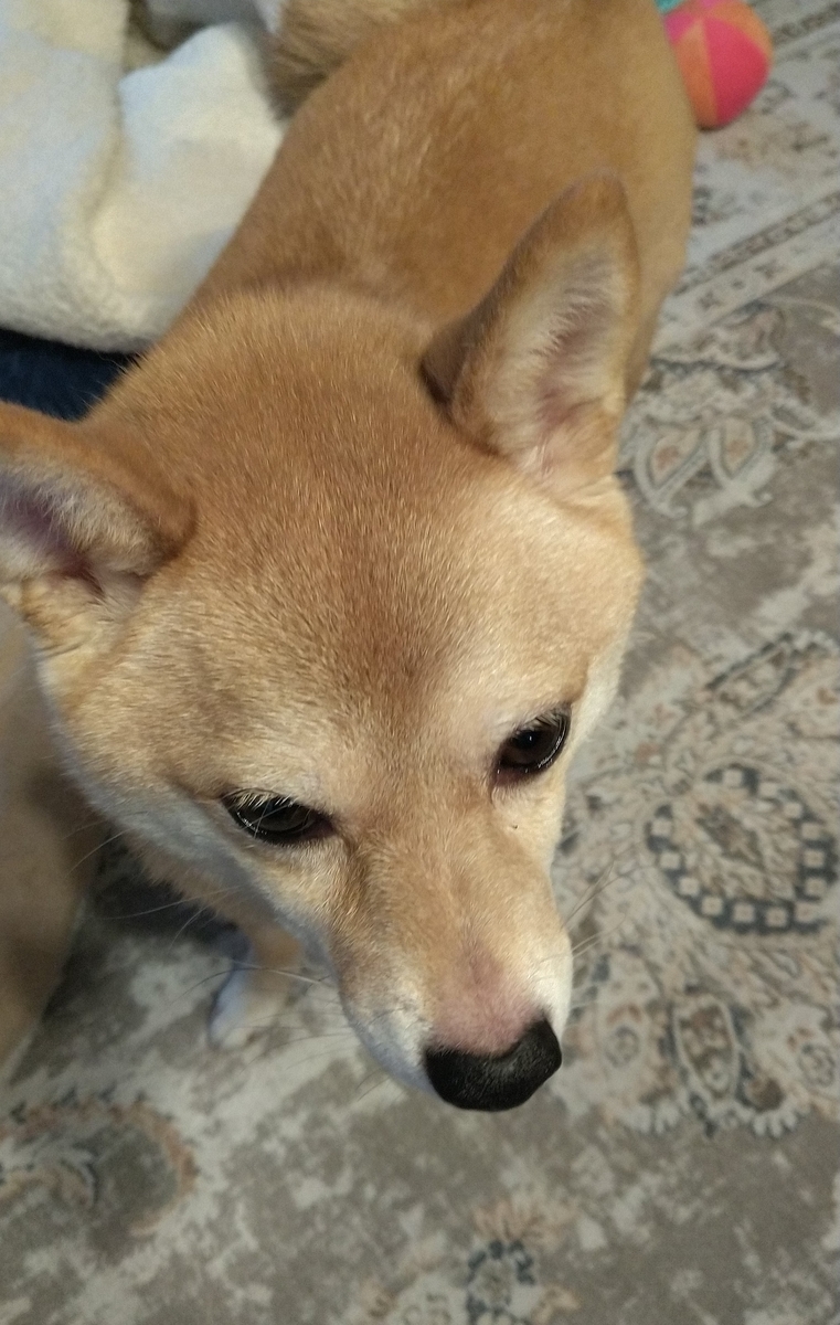 f:id:hanatara:20211010102824j:plain