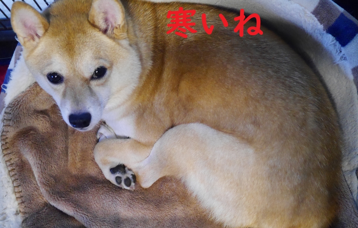 f:id:hanatara:20211019090816j:plain